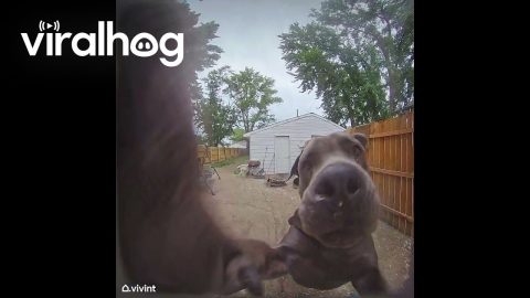 Dog Rings Doorbell to Be Let Inside || ViralHog