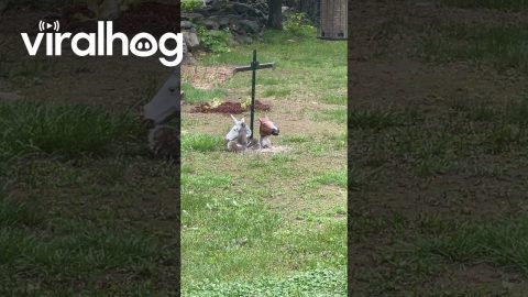 Unicorn Mask Squirrel Feeder || ViralHog