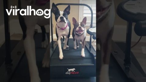 Two Boston Terriers on a Treadmill || ViralHog