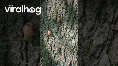 Cicadas Invade Backyard Tree In Illinois || ViralHog