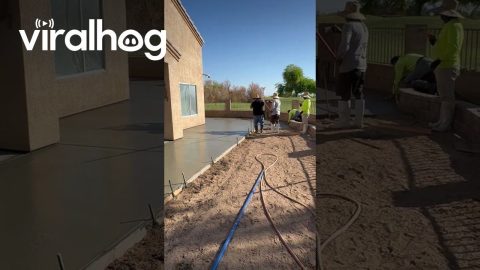 Snake Slithers Across Wet Concrete || ViralHog