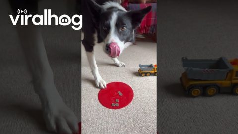 Border Collie Loads Toy Truck With Coins || ViralHog