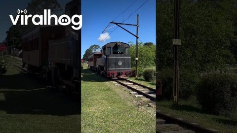 Train Conductor Clears The Path || ViralHog