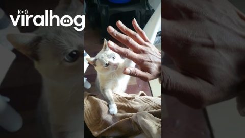 Teaching My Cat to High Five || ViralHog
