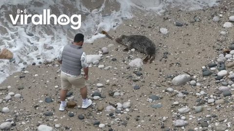 Man Causes Distress to Seal at Great Orme Nature Reserve || ViralHog