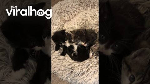 Seventh Kitten Has Perfect Timing || ViralHog