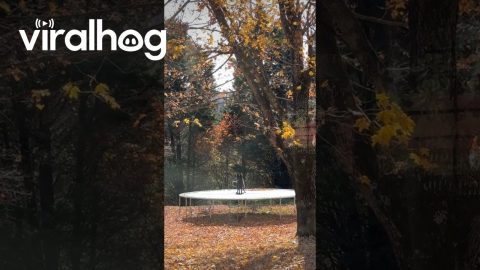 Dog Enjoys Autumnal Trampoline Bounces || ViralHog