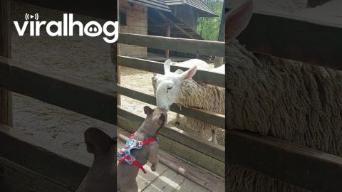 Bulldog Has That Dog In Him || ViralHog