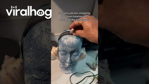 Shellphones || ViralHog