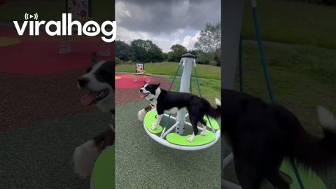 Puppy-Powered Merry-Go-Round || ViralHog