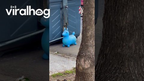 Bear Cub Climbs Onto Garbage Truck || ViralHog