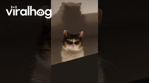 Cat Watches Menacingly From Above || ViralHog