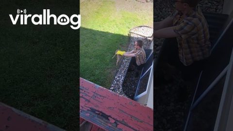Man Rescues Fawn From Window Well || ViralHog