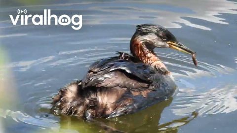 Grebes Tend to Their Young || ViralHog