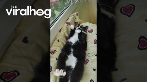 The Most Relaxed Cat || ViralHog