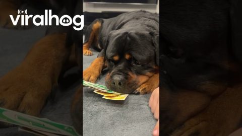 Rottweiler Plays Uno With Family || ViralHog