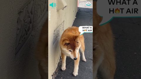 Blind and Deaf Dog Gets Cosy || ViralHog