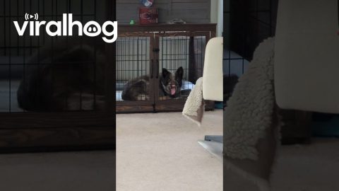 Dog Makes Funny Face In Crate || ViralHog