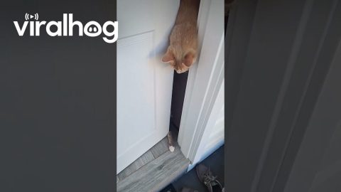 Cats Make It Difficult To Get Inside || ViralHog