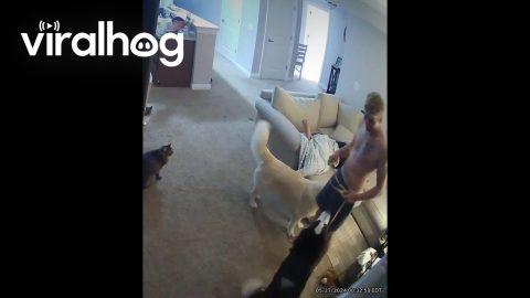 Chain Reaction of Unintentional Surprises || ViralHog