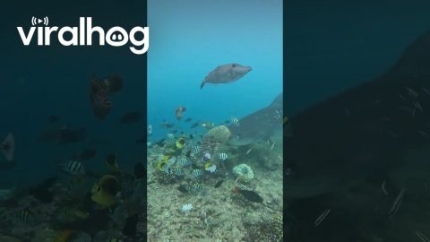 Shark Steals Turtle's Dinner || ViralHog