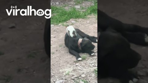 Stray Cat Rests On Dog || ViralHog