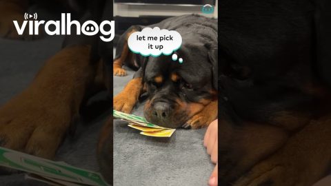 Rottweiler Plays Uno With Family || ViralHog