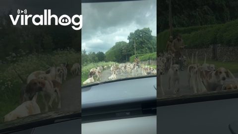 Stuck in a Dog-Jam Heading to Work || ViralHog