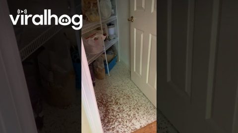 Little Parrot Makes a Big Mess || ViralHog