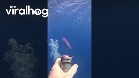 Bizarre-Looking Jellyfish || ViralHog