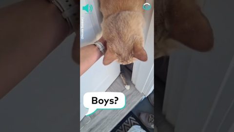 Cat Blocks Front Door || ViralHog