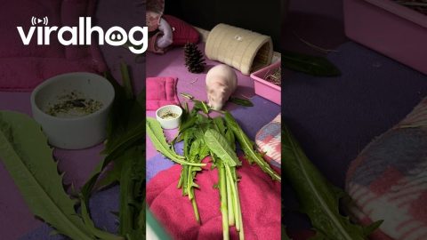 Exotic Guinea Pig Quickly Devours Vegetables || ViralHog