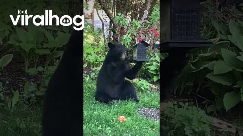 Bear Visits Backyard for Birdseed || ViralHog