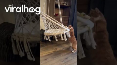 Kitty Chases Chair Tippy Taps || ViralHog