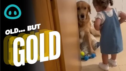 This Little Girl Is Not Happy With Her Dog For Peeing On The Couch. She Let's Him Know! || ViralHog