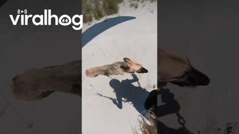 Sighthound Sprints Behind Beach Paraglider || ViralHog