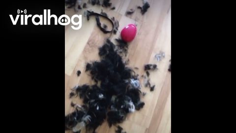 Our Daughter Groomed Our Dog || ViralHog