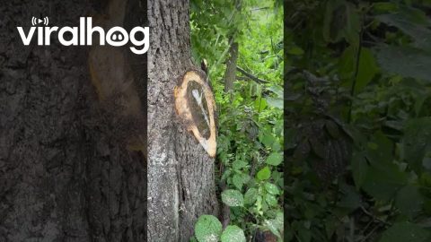 Water Shoots From Tree After Branch Removal || ViralHog