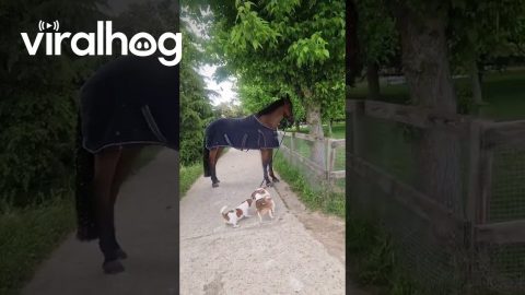 Puppies Play With Horse's Tether || ViralHog