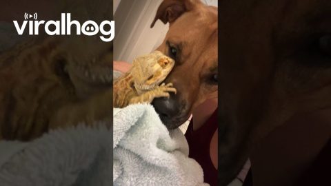Dog and Bearded Dragon Are Besties || ViralHog