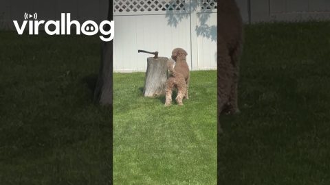 Dog Can't Seem To Find Squirrel || ViralHog