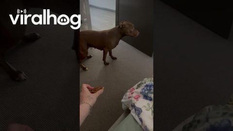 Zoomies Over Offered Quiche || ViralHog
