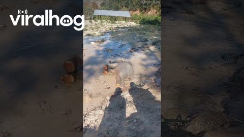 Baby Elephant Plays in the Water || ViralHog