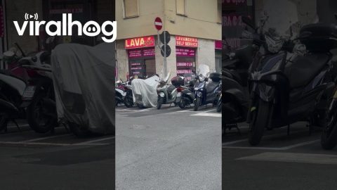 The Scooter Belongs to the Bugs Now || ViralHog