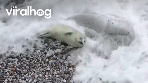 Baby Seal Needs A Snooze Button || ViralHog