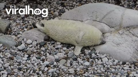 Baby Seal Settles In For Seaside Nap || ViralHog