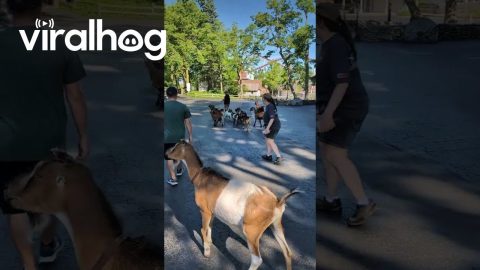 Goats Escape the Petting Zoo || ViralHog