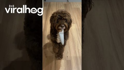 Knife-Wielding Dog Is Done Asking For Treats || ViralHog