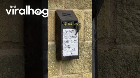 Baby Birds Nest In Cigarette Receptacle || ViralHog