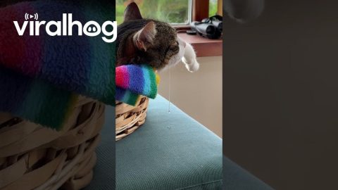 Suspenseful Cinema As Sleeping Cat Drools || ViralHog